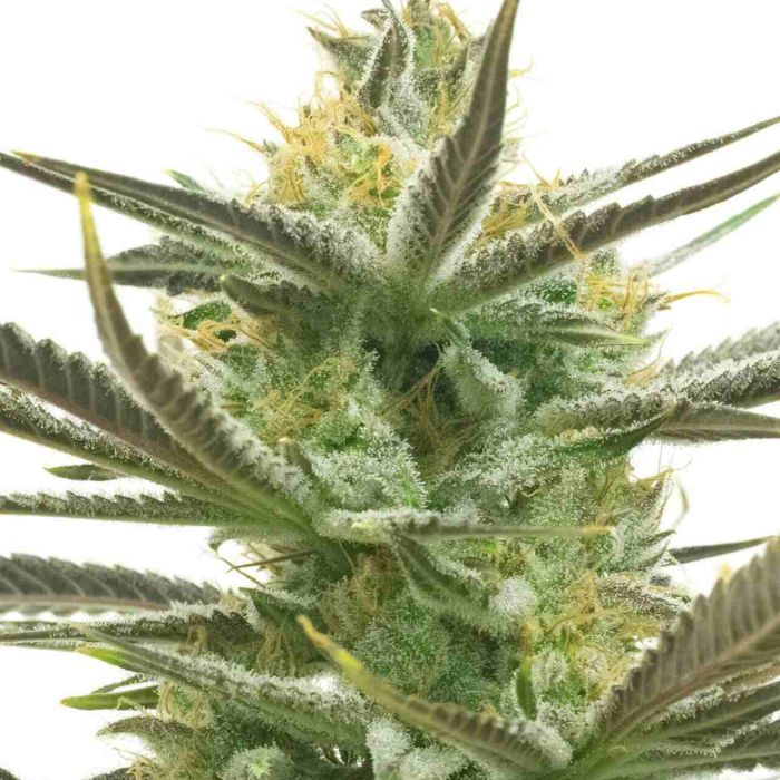 White Widow Feminized Cannabis Seeds
