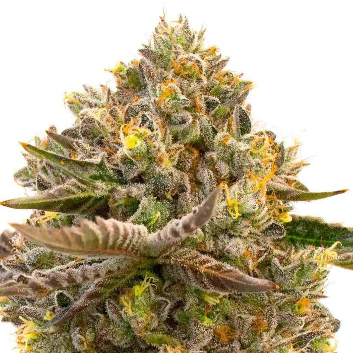 Purple Sunset Autoflower Cannabis Seeds