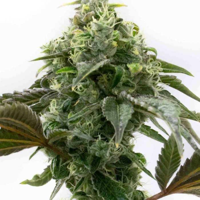 Cinderella 99 Feminized Cannabis Seeds