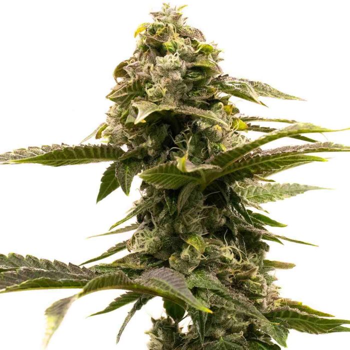 Lemon Drizzle Autoflower Cannabis Seeds