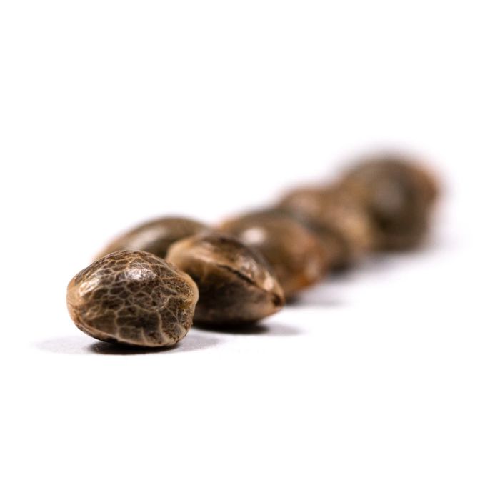 Jack Herer Feminized Cannabis Seeds