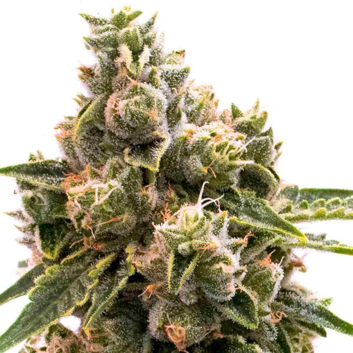 Maracuya Feminized Cannabis Seeds