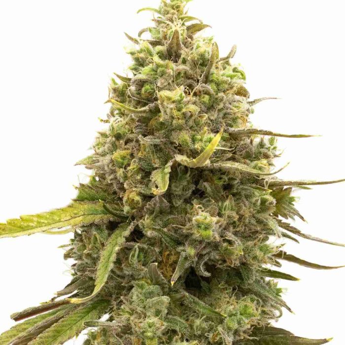 Kyle's Cherry AK Feminized Cannabis Seeds