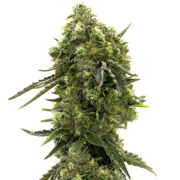 Cherry Pie Feminized Cannabis Seeds 