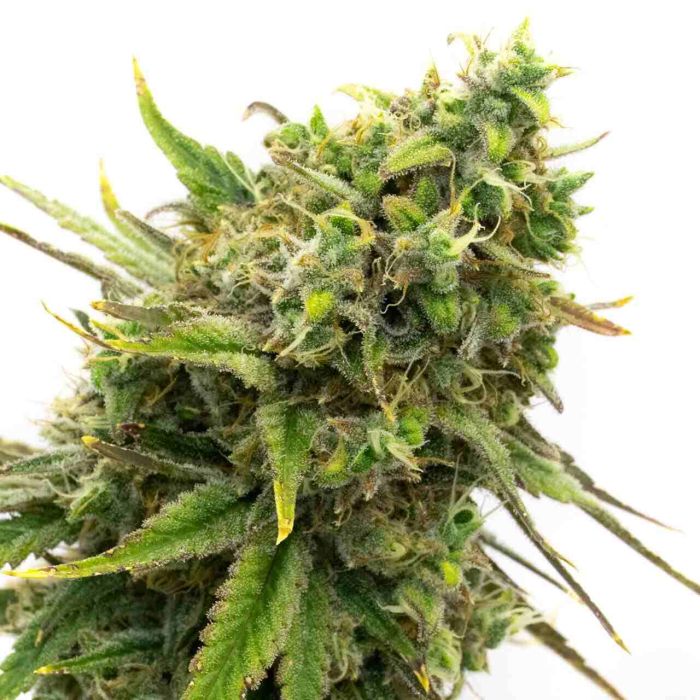 San Fernando Valley Kush Feminized Cannabis Seeds