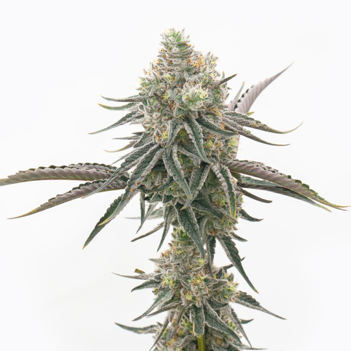 Donny Burger Feminized Cannabis Seeds