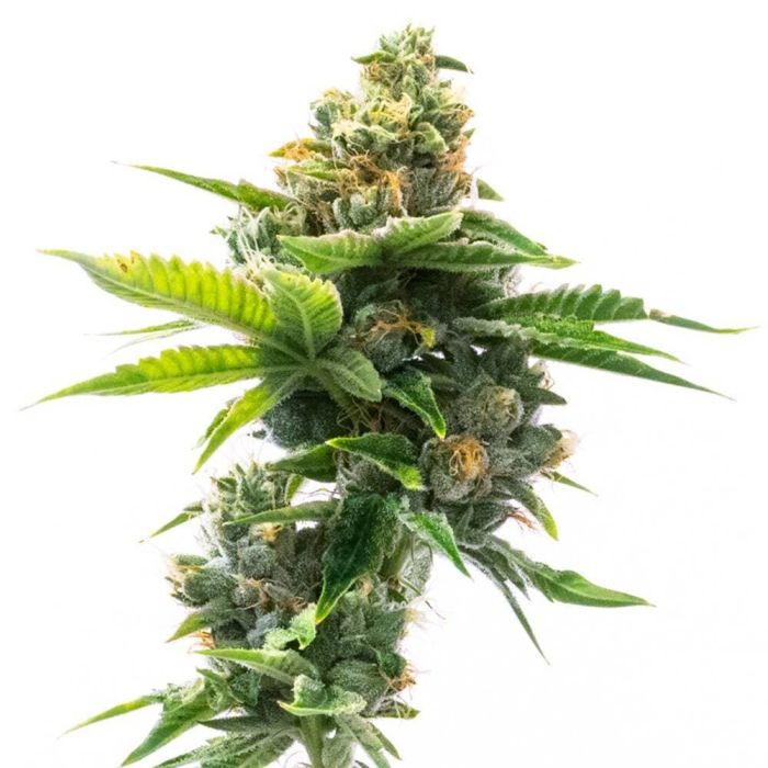 Deelite Autoflower