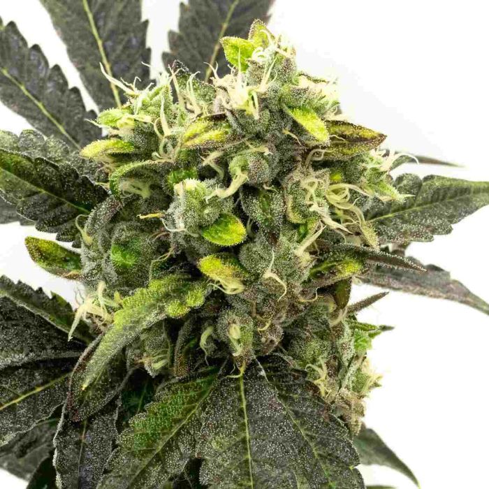 Blue OG Feminized Cannabis Seeds
