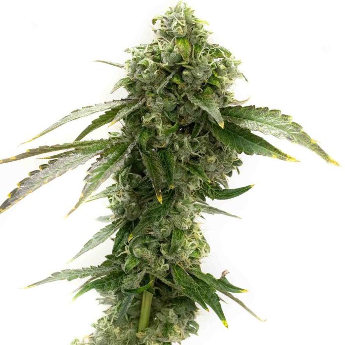 Cheese Feminized Cannabis Seeds