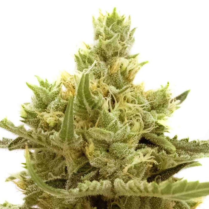 Strawberry Banana Feminized Cannabis Seeds