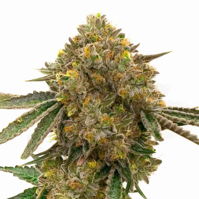 Durban Poison Feminized Cannabis Seeds