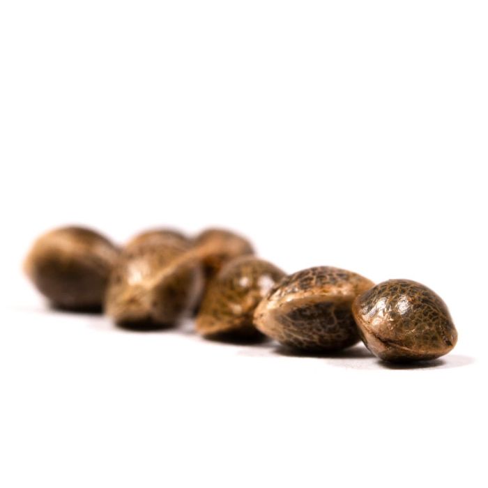 Blueberry Autoflower Cannabis Seeds