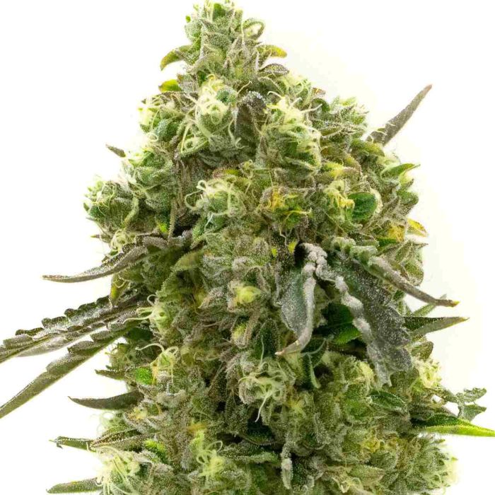 California Dream Feminized Cannabis Seeds
