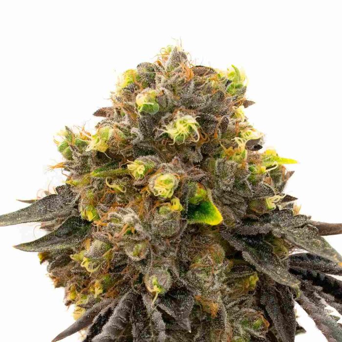 Bruce Banner Fast Version Cannabis Seeds