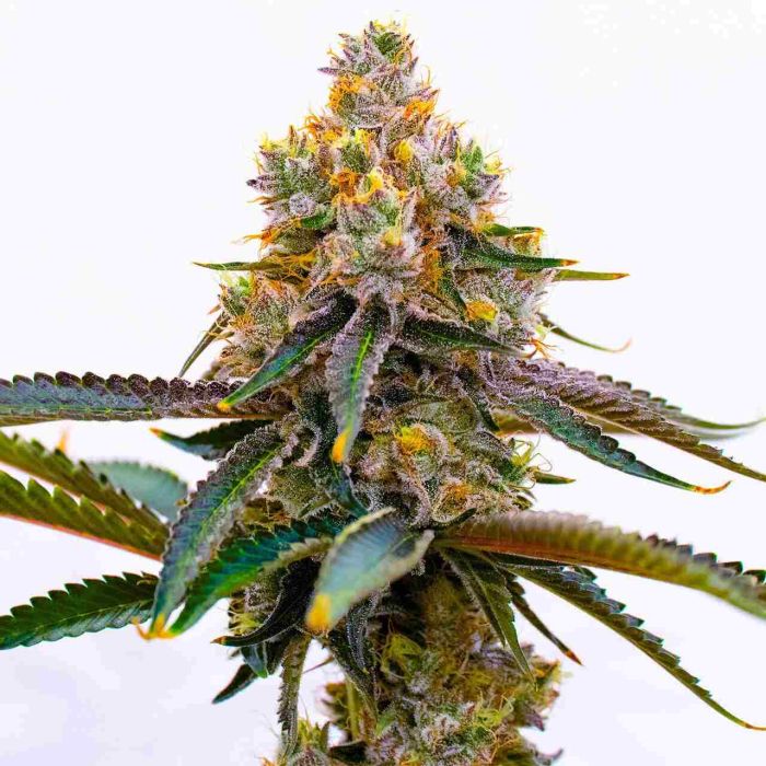 Purps Mix Pack