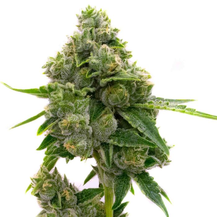 Jack Herer Feminized Cannabis Seeds
