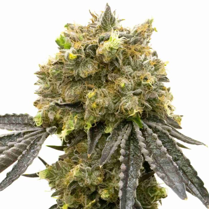 Steve's Dream Queen Feminized Cannabis Seeds