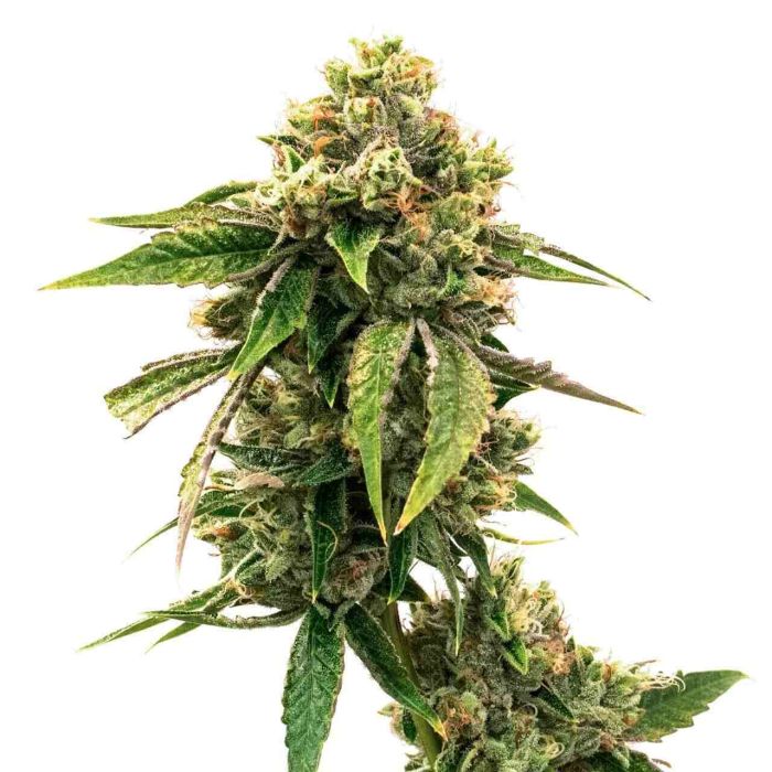 High THC Autoflower Mix Pack