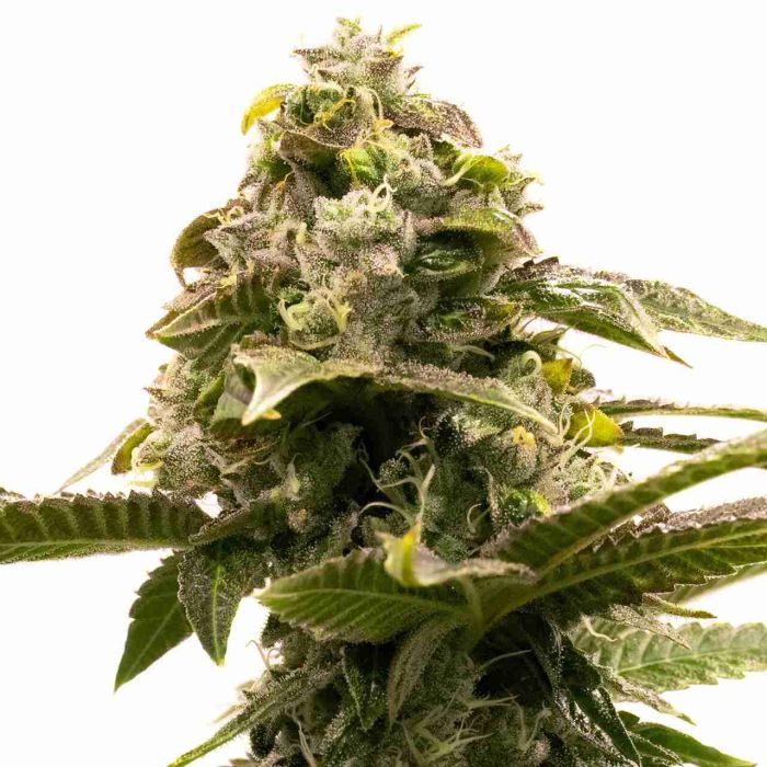 Lemon Drizzle Autoflower Cannabis Seeds