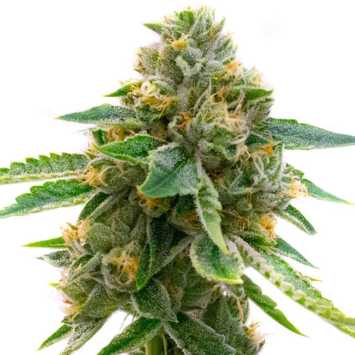 Skunk Fast Version Cannabis Seeds
