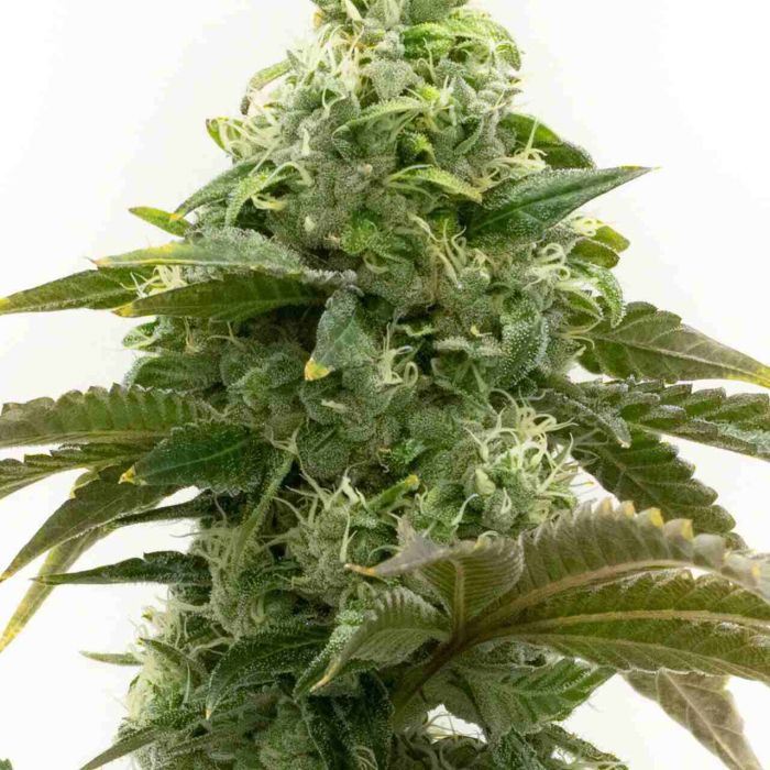 Cheese Autoflower Cannabis Seeds