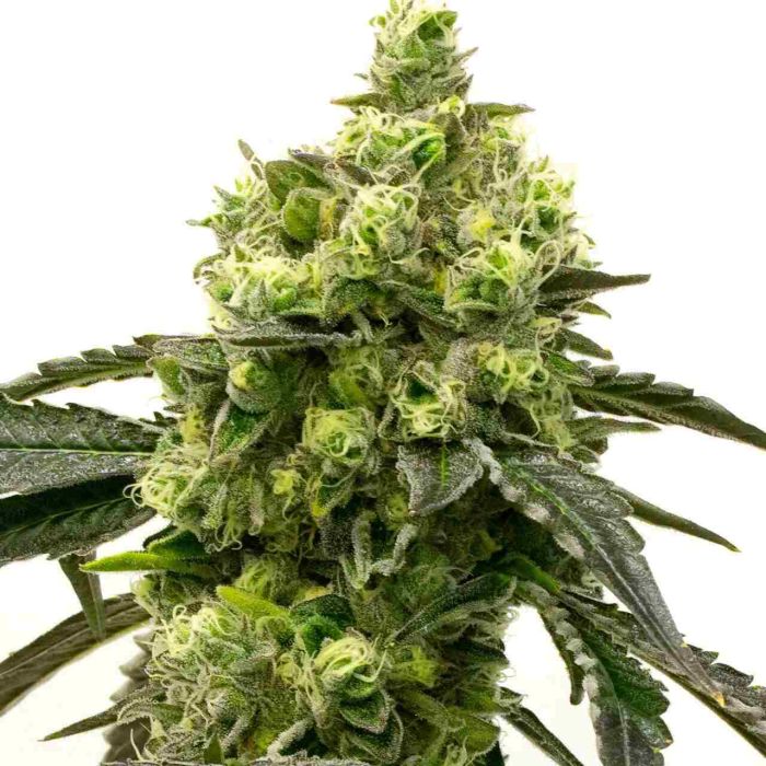 Big Cheese Autoflower Cannabis Seeds