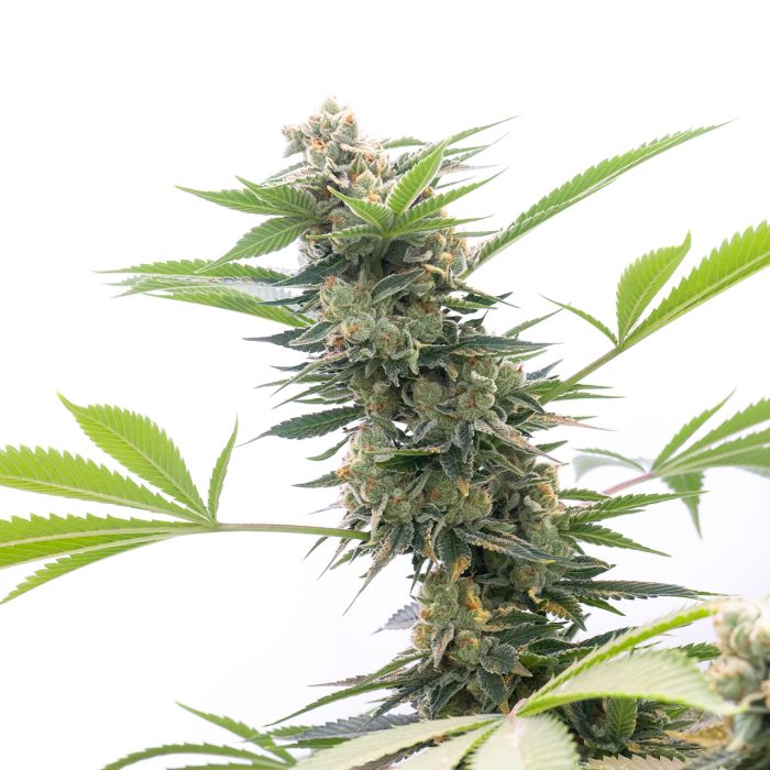 Super Lemon Haze Autoflower Cannabis Seeds