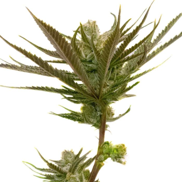 Critical Purple Autoflower Cannabis Seeds