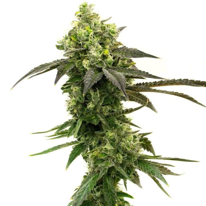 Best Sellers Seeds Mix Pack