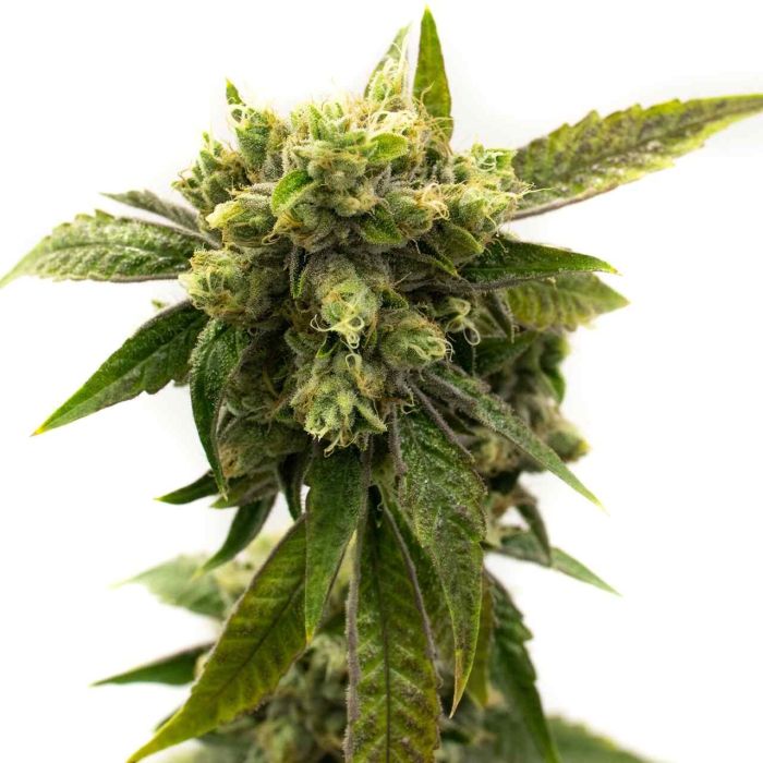 Chemdawg #4 Feminized Cannabis Seeds