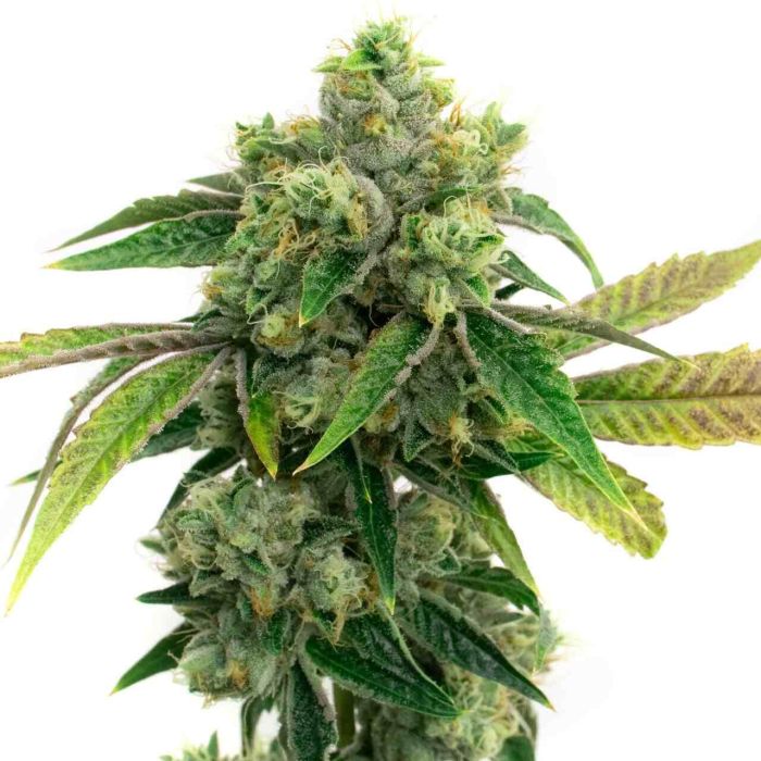 AK-47 Autoflower Cannabis Seeds