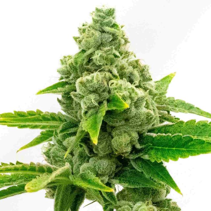 Hellfire OG Feminized Cannabis Seeds