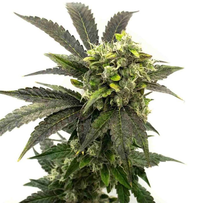 Blue OG Feminized Cannabis Seeds