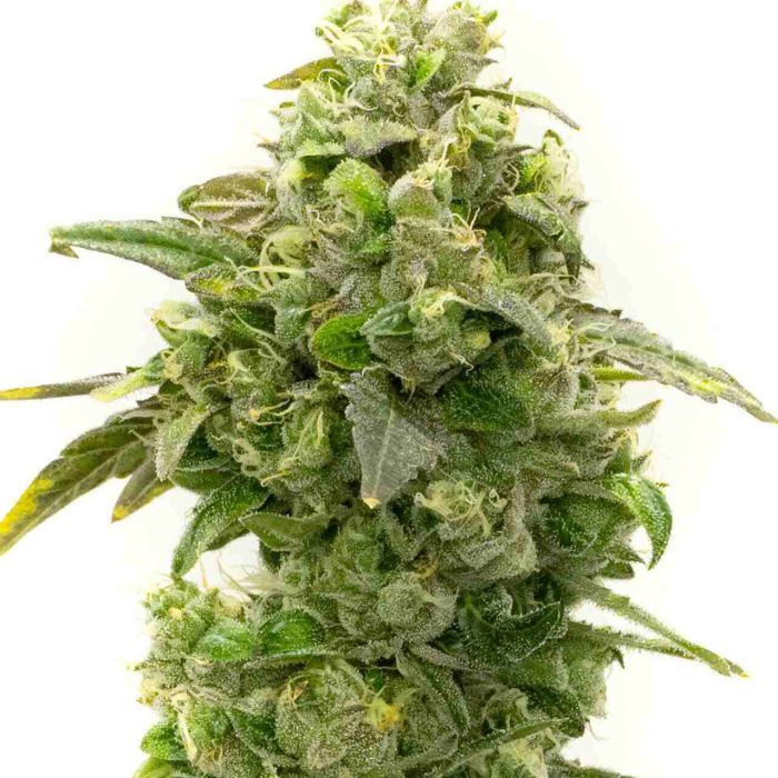 Banana Kush Feminized Cannabis Seeds