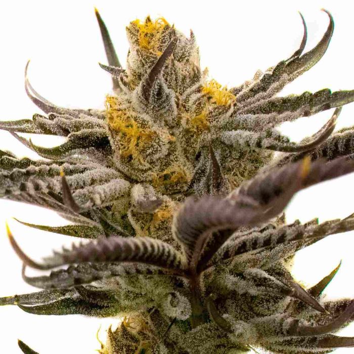 White Russian Fast Version Cannabis Seeds