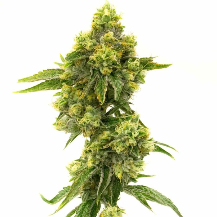 Gelato Feminized Cannabis Seeds