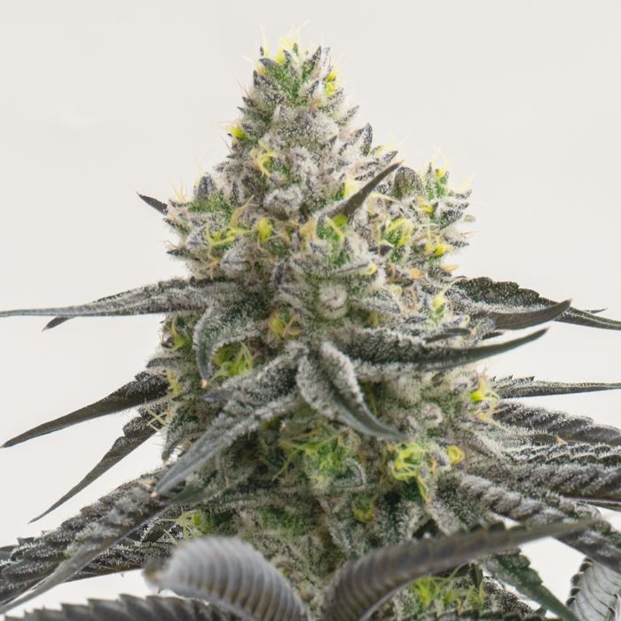 London Pound Cake Feminized Cannabis Seeds