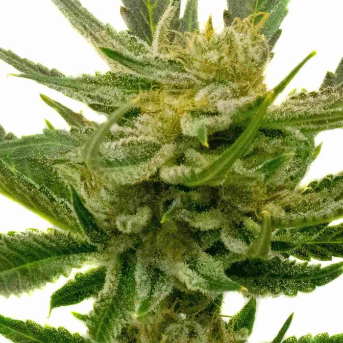 Yumbolt Autoflower Cannabis Seeds