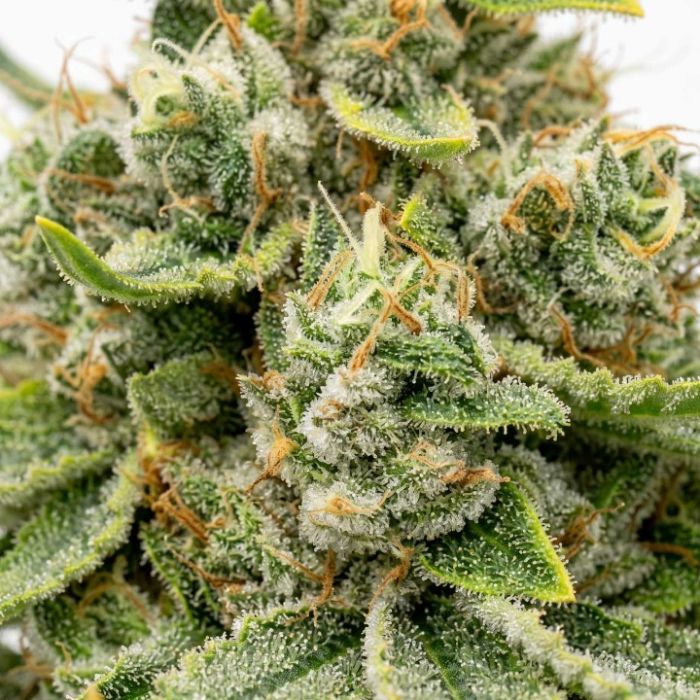 Acapulco Gold Seeds