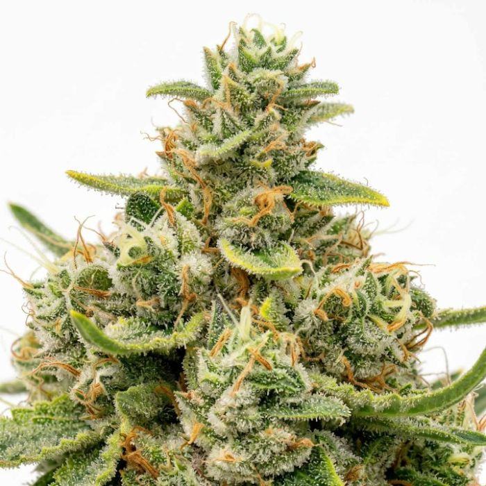 Acapulco Gold Seeds