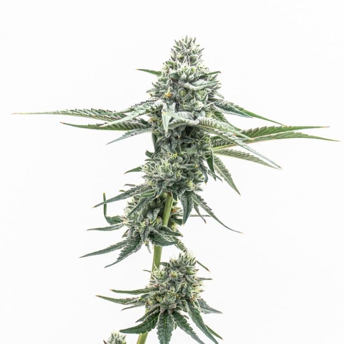 Acapulco Gold Feminized Cannabis Seeds 