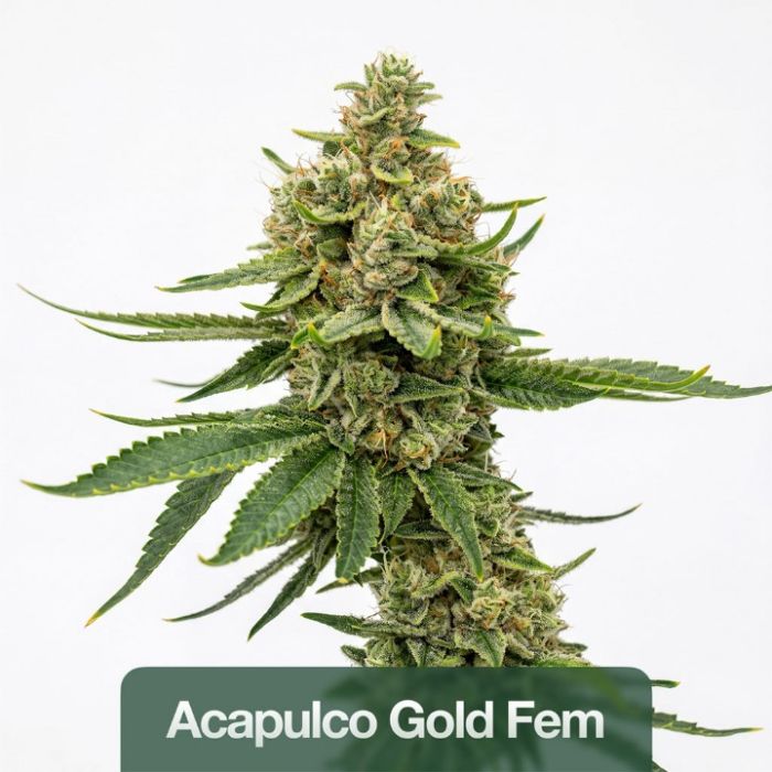 2026 Bestselling Sativa Fem Collection