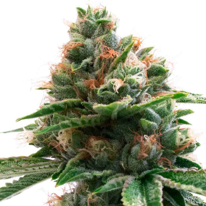 Diamond Pine Feminized Cannabis Seeds