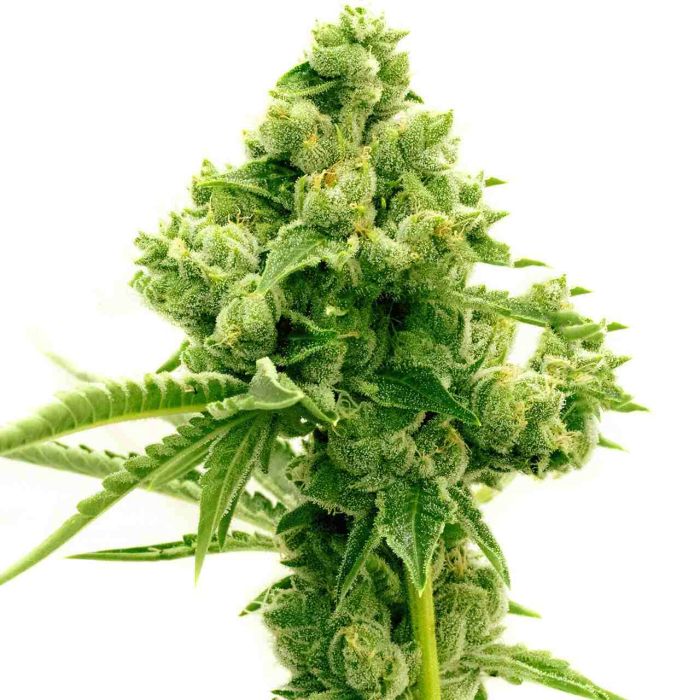 Original Lemon Pie Feminized Cannabis Seeds