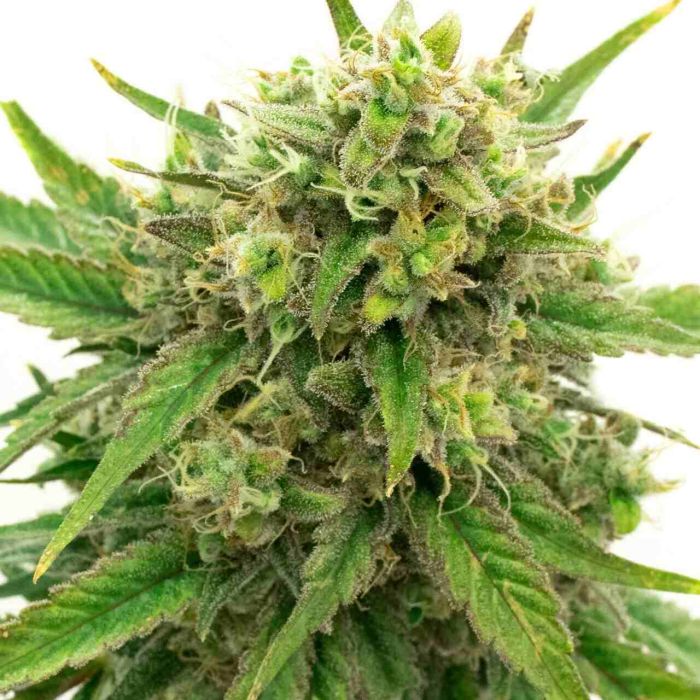 Maui Wowie Feminized Cannabis Seeds