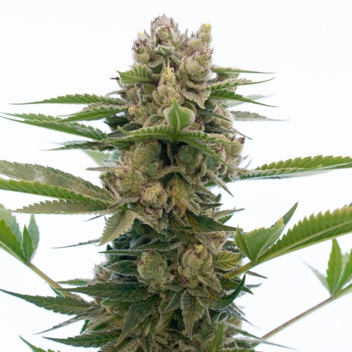 Agent Orange Feminized Cannabis Seeds