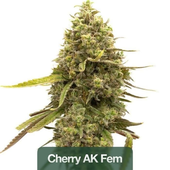 Wellness Feminized Mix Pack