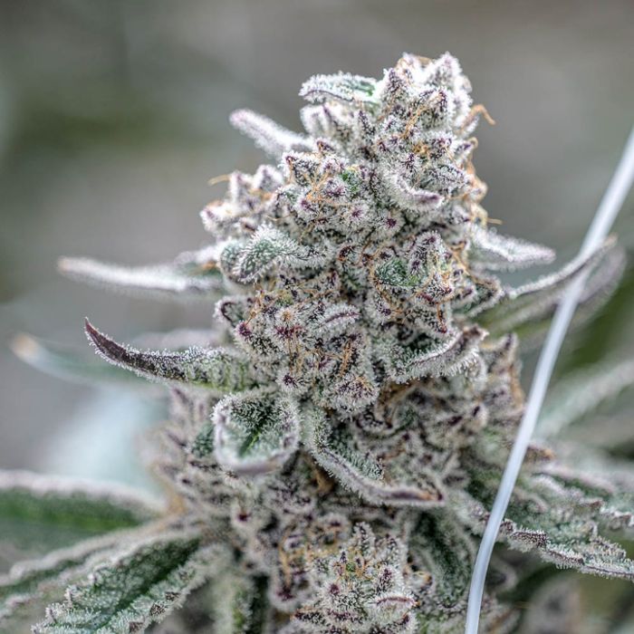 Aloha Sugar Cannabis Clones