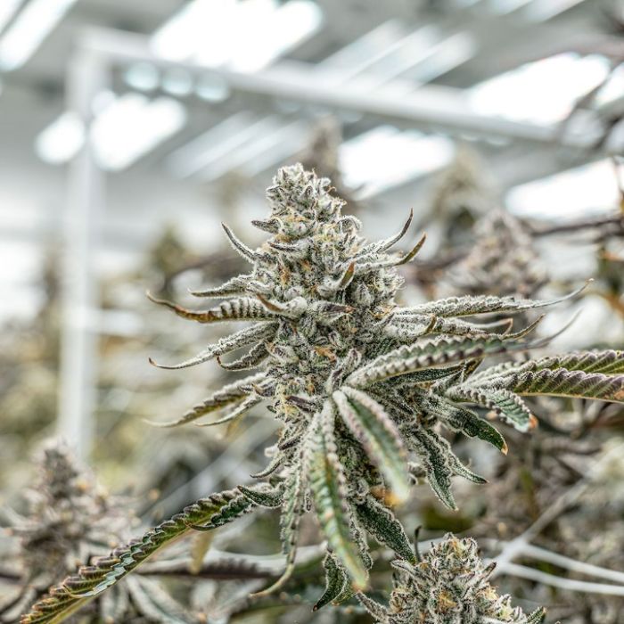 Aloha Sugar Cannabis Clones