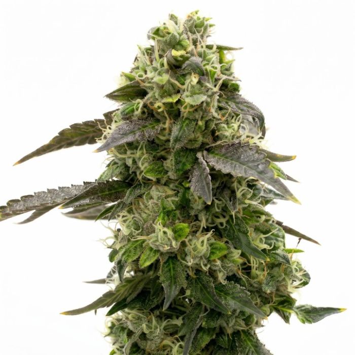 Amnesia Haze Autoflower